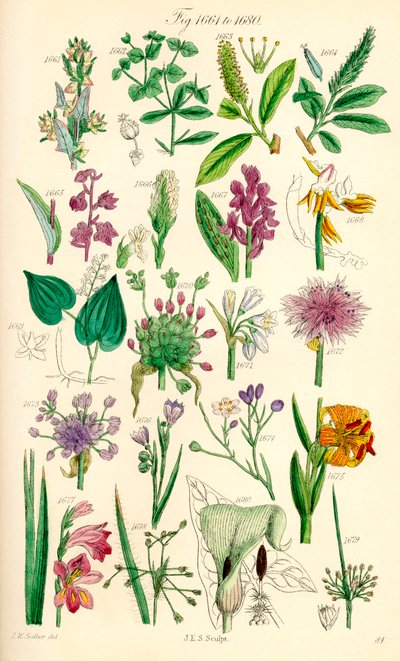 Pagina met kleurillustraties van Britse wilde bloemen naar een werk van J. E. Sowerby en C. P. Johnson door J. E. and Johnson C. P.  Sowerby