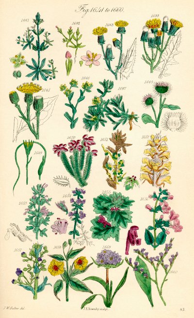Pagina met kleurillustraties van Britse wilde bloemen naar een werk van J. E. Sowerby en C. P. Johnson door J. E. and Johnson C. P.  Sowerby