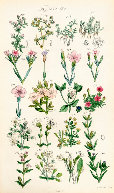Pagina met kleurillustraties van Britse Wilde Bloemen naar een werk van J. E. Sowerby en C. P. Johnson door J. E. and Johnson C. P.  Sowerby