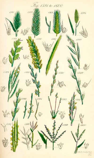 Pagina met kleurenillustraties uit Britse wilde bloemen naar een werk van J. E. Sowerby en C. P. Johnson door J. E. and Johnson C. P.  Sowerby