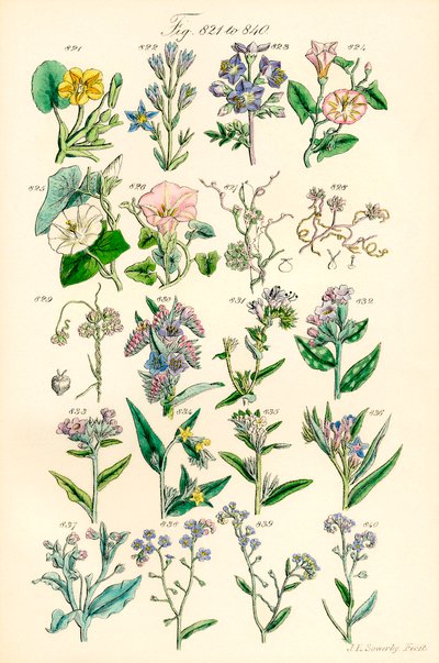 Pagina met kleurenillustraties uit Britse wilde bloemen naar een werk van J. E. Sowerby en C. P. Johnson door J. E. and Johnson C. P.  Sowerby