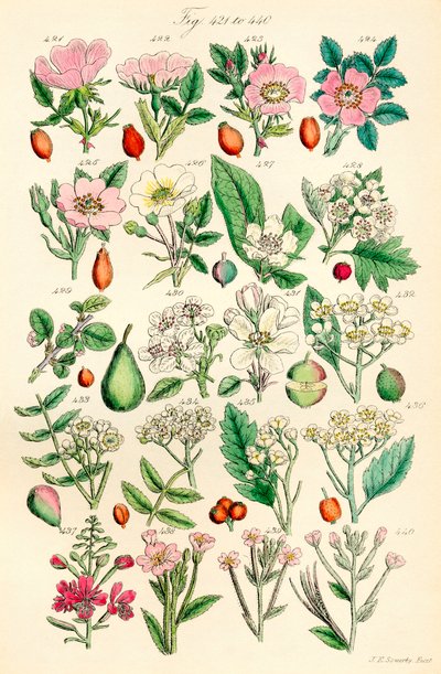 Pagina met kleurenillustraties uit Britse wilde bloemen naar een werk van J. E. Sowerby en C. P. Johnson door J. E. and Johnson C. P.  Sowerby