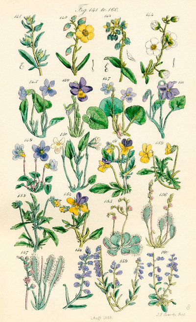 Pagina met kleurillustraties van Britse wilde bloemen naar een werk van J. E. Sowerby en C. P. Johnson door J. E. and Johnson C. P.  Sowerby