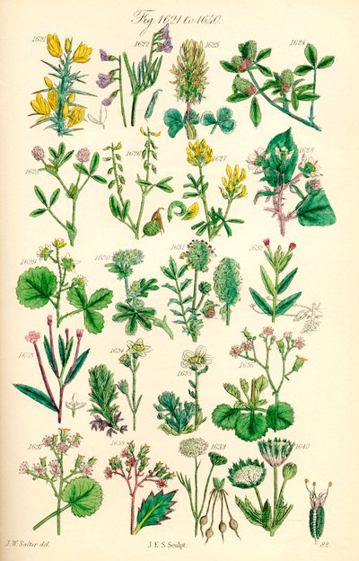 Pagina met kleurillustraties van Britse wilde bloemen naar een werk van J. E. Sowerby en C. P. Johnson door J. E. and Johnson C. P.  Sowerby