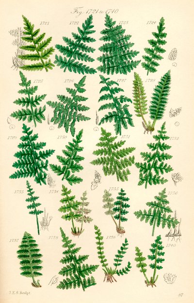 Pagina met kleurillustraties van Britse wilde bloemen naar een werk van J. E. Sowerby en C. P. Johnson door J. E. and Johnson C. P.  Sowerby