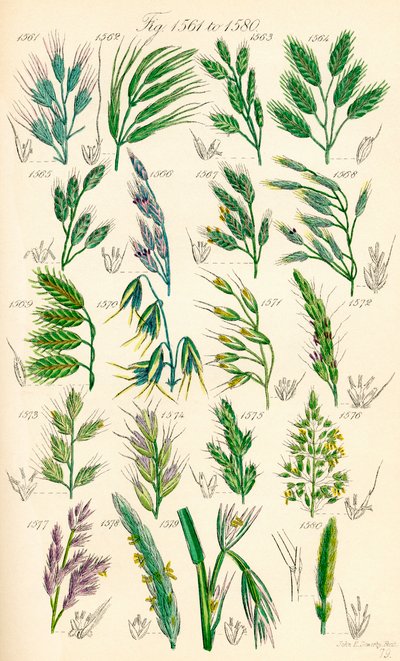 Pagina met kleurillustraties van Britse wilde bloemen naar een werk van J. E. Sowerby en C. P. Johnson door J. E. and Johnson C. P.  Sowerby