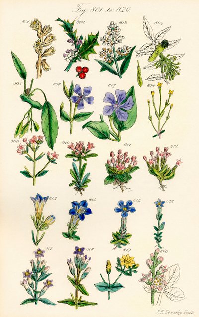 Pagina met kleurillustraties van Britse wilde bloemen naar een werk van J. E. Sowerby en C. P. Johnson door J. E. and Johnson C. P.  Sowerby
