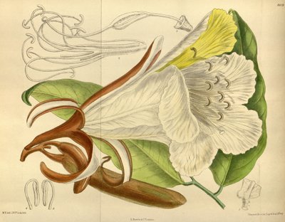 Baikiaea insignis, Fabaceae, Caesalpinioideae door J. N. Fitch