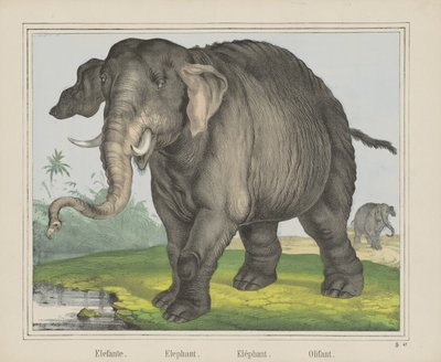 Olifant door J. Scotti