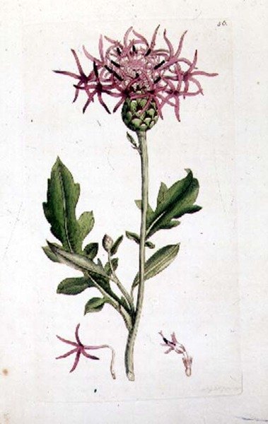 Grote Korenbloem, uit een volume van "Engelse Botanica" uitgegeven 1790-1814 door J. and Smith J.E. Sowerby
