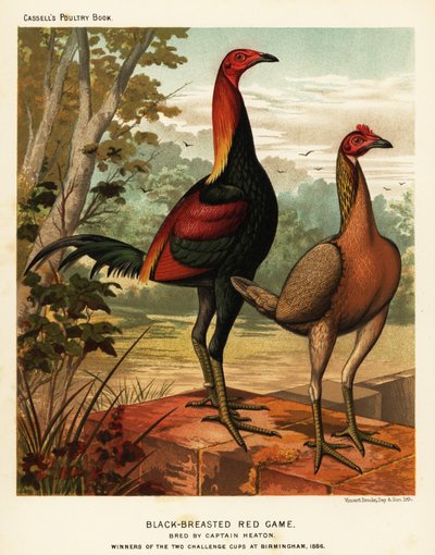 Zwartborstige rode vechtvogels door J. W. (after) Ludlow