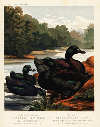Zwarte Oost-Indische eenden en zwarte Cayuga eenden door J. W. (after) Ludlow