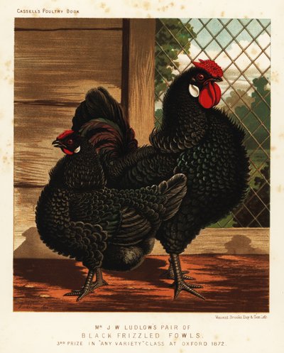 Zwarte gekrulde kip, haan en hen door J. W. (after) Ludlow