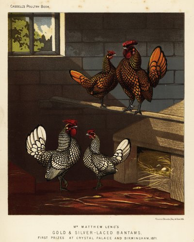 Goudgerande bantam en zilvergerande bantam haan en hen door J. W. (after) Ludlow