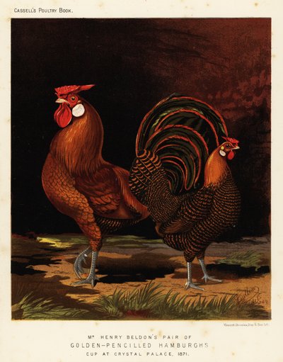 Goudgestreepte Hamburghs door J. W. (after) Ludlow