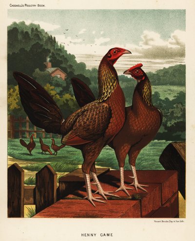 Henny of hennie vechthoenders door J. W. (after) Ludlow