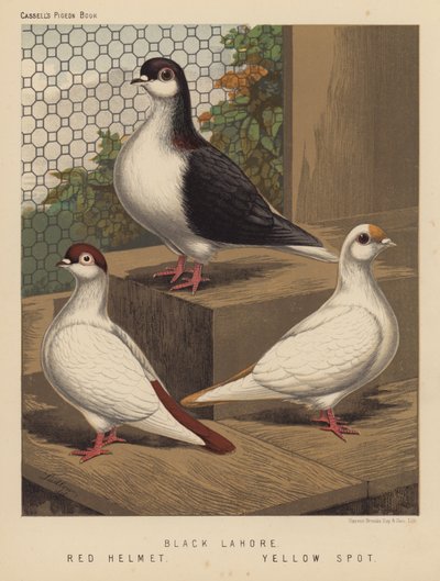 Duiven: Zwarte Lahore; Rode Helm; Gele Vlek door J. W. (after) Ludlow