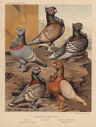 Duiven: Blondinettes, Blauw, Gezoomd, Zwart Gevlekt, Pijlpunt, Bruin Getipt door J. W. (after) Ludlow
