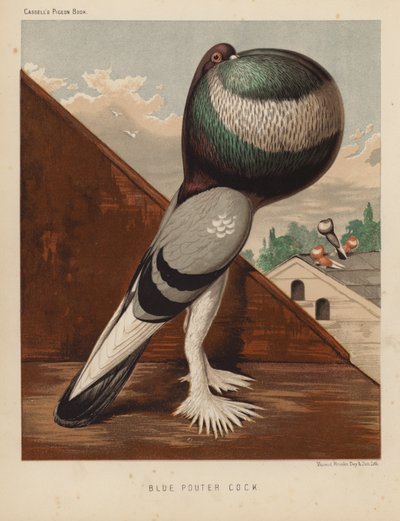 Duiven: Blauwe Pouter Haan door J. W. (after) Ludlow