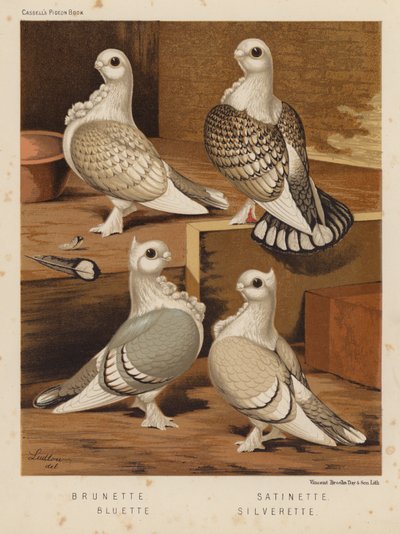 Duiven: Brunette; Satinette; Bluette; Silverette door J. W. (after) Ludlow