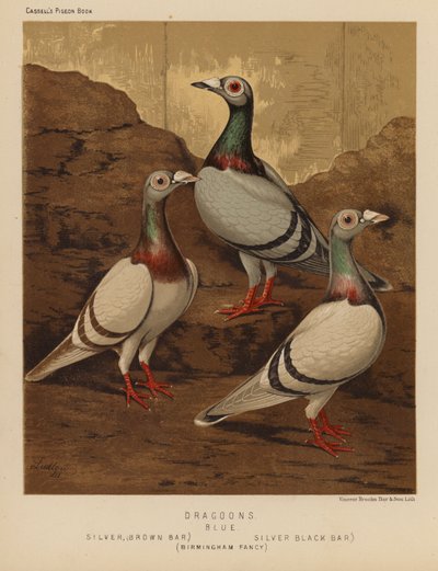 Duiven: Dragoons, Blauw, Zilver, Bruine Balk, Zilver, Zwarte Balk, Birmingham Fancy door J. W. (after) Ludlow