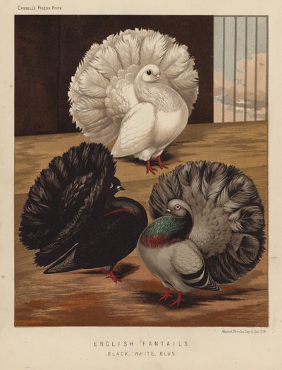 Duiven: Engelse Fantails, Zwart, Wit, Blauw door J. W. (after) Ludlow