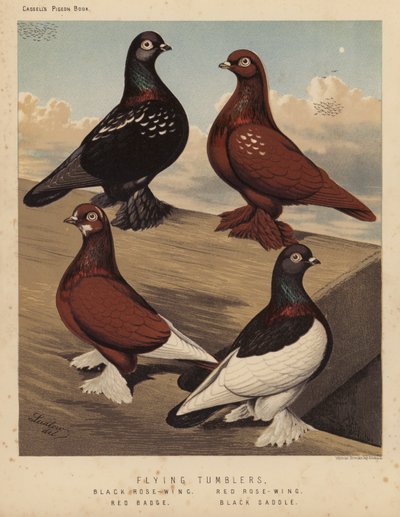 Duiven: Vliegende Tuimelaars, Zwarte Roosvleugel, Rode Roosvleugel, Rode Badge, Zwarte Zadel door J. W. (after) Ludlow