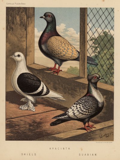 Duiven: Hyacinth; Schild; Suabian door J. W. (after) Ludlow