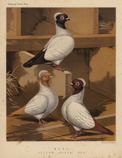 Duiven: Nonnen, Geel, Zwart, Rood door J. W. (after) Ludlow