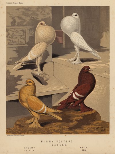 Duiven: Pigmy Pouters; Isabels, Crème, Wit, Geel, Rood door J. W. (after) Ludlow