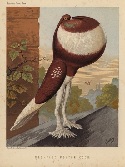 Duiven: Rood-Bonte Pouter Haan door J. W. (after) Ludlow