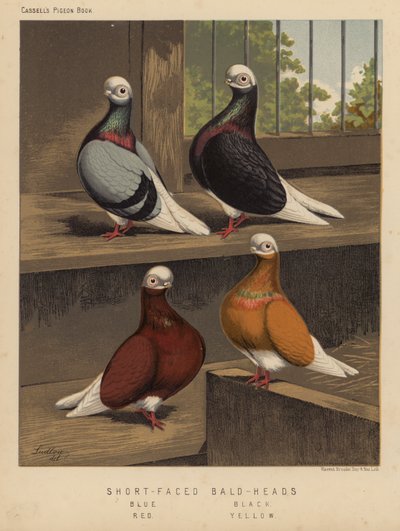 Duiven: Kortgezicht Bald-Heads, Blauw, Zwart, Rood, Geel door J. W. (after) Ludlow