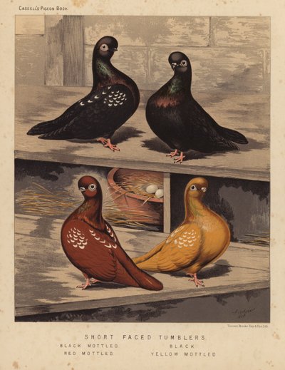 Duiven: Kortgezicht Tumblers, Zwart Gevlekt, Zwart, Rood Gevlekt, Geel Gevlekt door J. W. (after) Ludlow