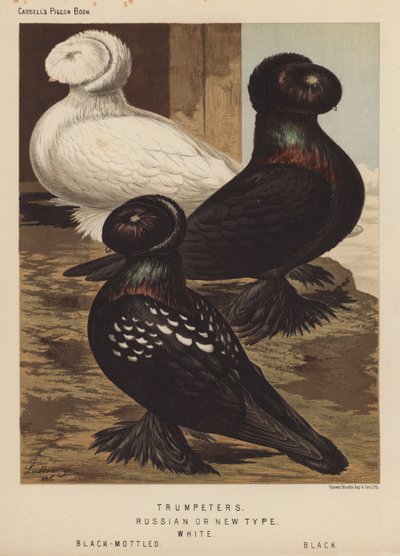 Duiven: Trompetters, Russische of Nieuwe Type, Wit, Zwart-Gevlekt, Zwart door J. W. (after) Ludlow