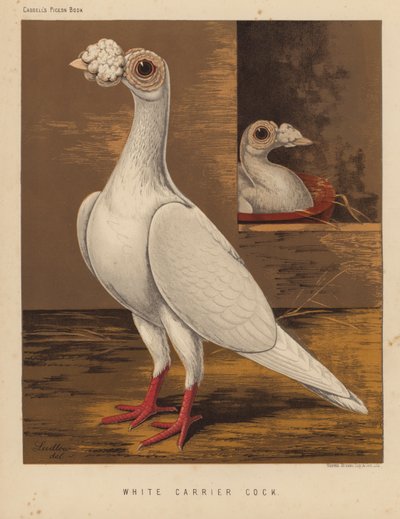 Duiven: Witte Postduif door J. W. (after) Ludlow