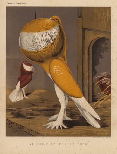 Duiven: Geel-Bonte Pouter Haan door J. W. (after) Ludlow