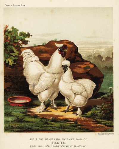 Zijdehoen of Zijde haan en hen door J. W. (after) Ludlow