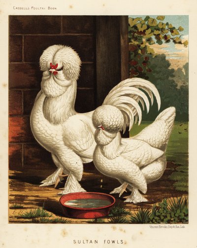Sultan hoenders, Gallus gallus domesticus door J. W. (after) Ludlow