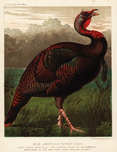 Wilde Amerikaanse kalkoenhaan, Meleagris gallopavo door J. W. (after) Ludlow