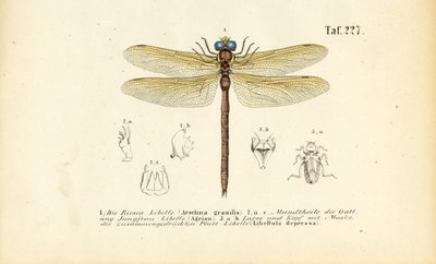 Libellen met hun monddelen en larven door J. W. Tenhaeff