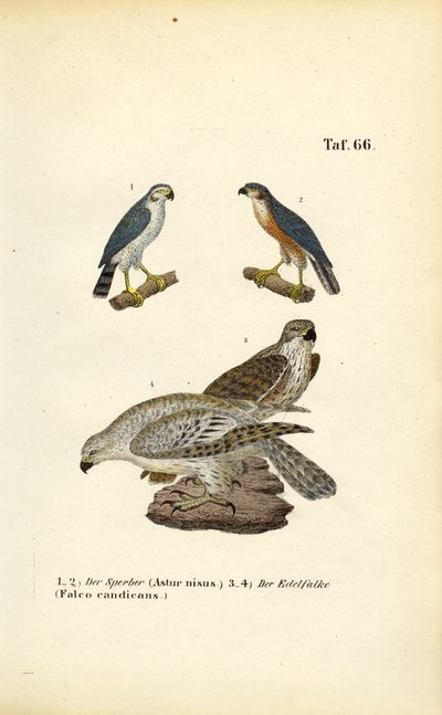 Sperwer en Giervalk door J. W. Tenhaeff