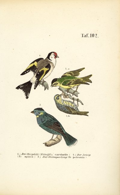 Goudvink, sijs en rotsmus door J. W. Tenhaeff