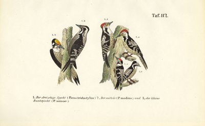 Europese spechtensoorten door J. W. Tenhaeff