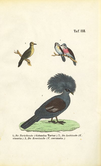 Exotische duivensoorten en Victoria kroonduif door J. W. Tenhaeff
