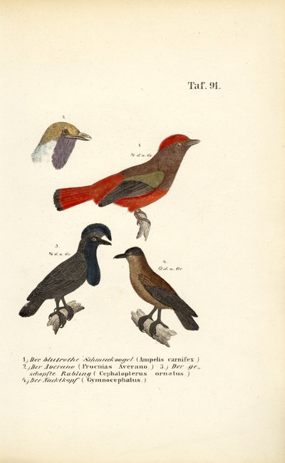 Exotische zangvogels uit Zuid-Amerika door J. W. Tenhaeff