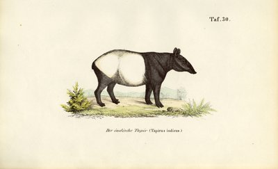 Maleise tapir door J. W. Tenhaeff