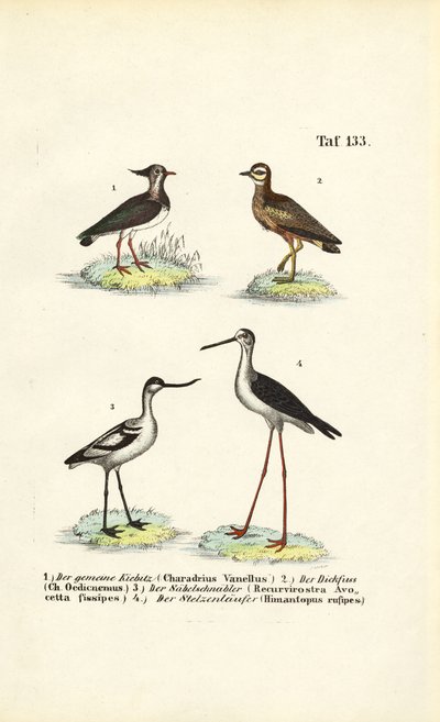 Kievit, Griel, Kluut en steltkluut door J. W. Tenhaeff