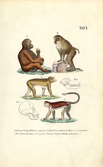 Oude wereld apen: Orang-oetan, makaak, aap en baviaan door J. W. Tenhaeff