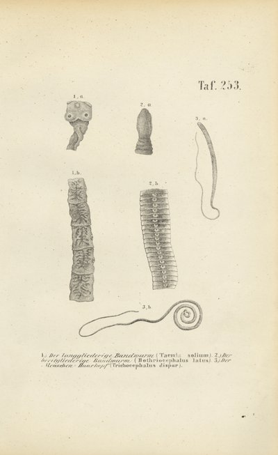 Parasitaire wormen bij mensen door J. W. Tenhaeff