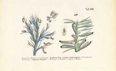 Larven van dennenzagen en hun ontwikkeling door J. W. Tenhaeff
